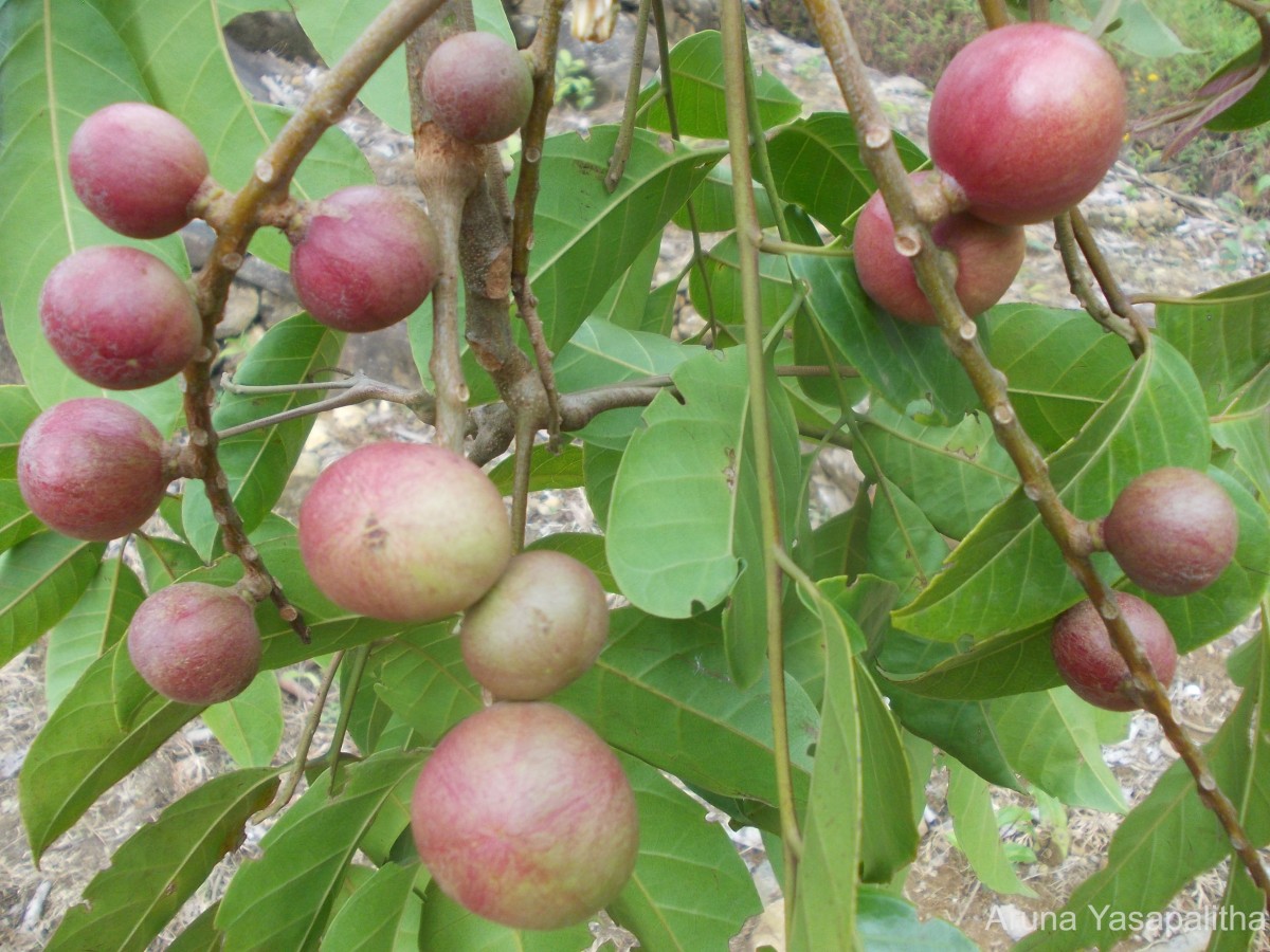 Aphanamixis polystachya (Wall.) R.Parker